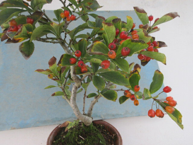 【送料無料】実成り盆栽　一才カマツカ　C