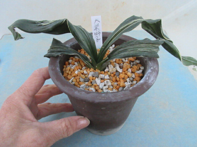 【送料無料】万年青（オモト）　大栄獅子　1株