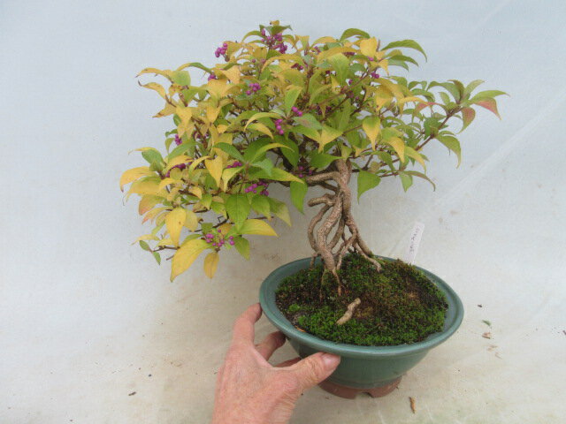 【送料無料】盆栽　実成り盆栽　ムラサキシキブ　根上り　B