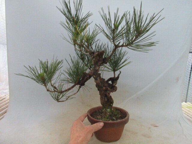 【送料無料】盆栽　小盆栽　松　錦松（にしきまつ）A　接ぎ木