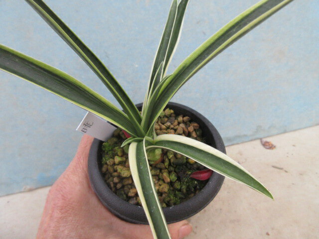 【送料無料】古典園芸植物 万年青（オモト）暁