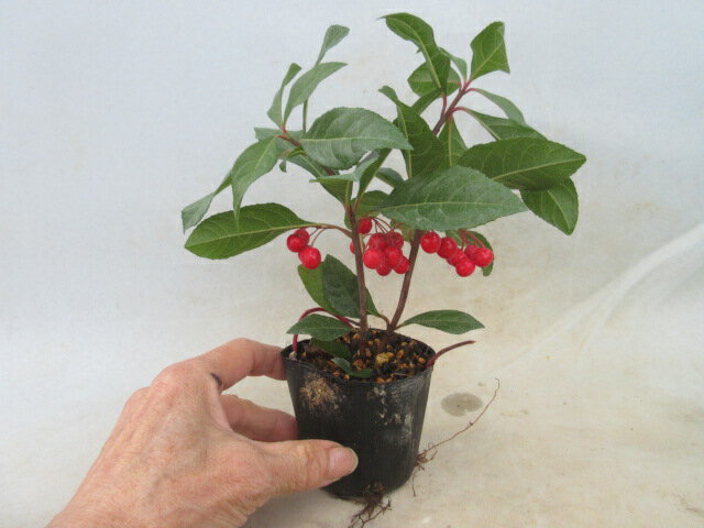 【送料無料】観葉植物「実付き ヤブコウジ（十両）「紅玉」赤実