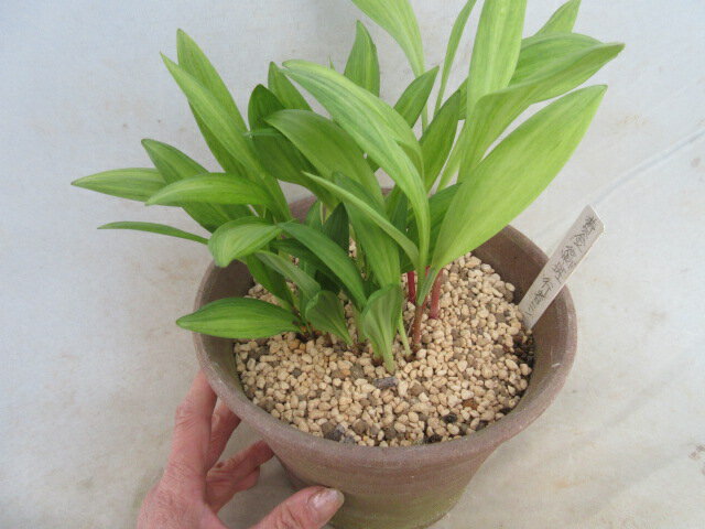 【送料無料】斑入り山野草　行者ニンニク　萌黄葉縞斑　大株