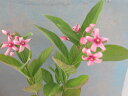 【送料無料】初夏の山野草 クサタチバナ 赤花