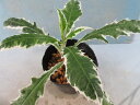 【送料無料】山野草 アザミ 斑入り(白三光斑)