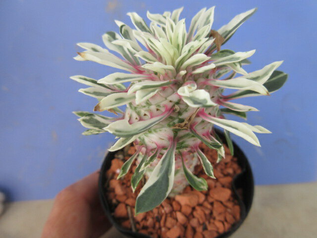 多肉植物ユーフォルビアほほえみパイン