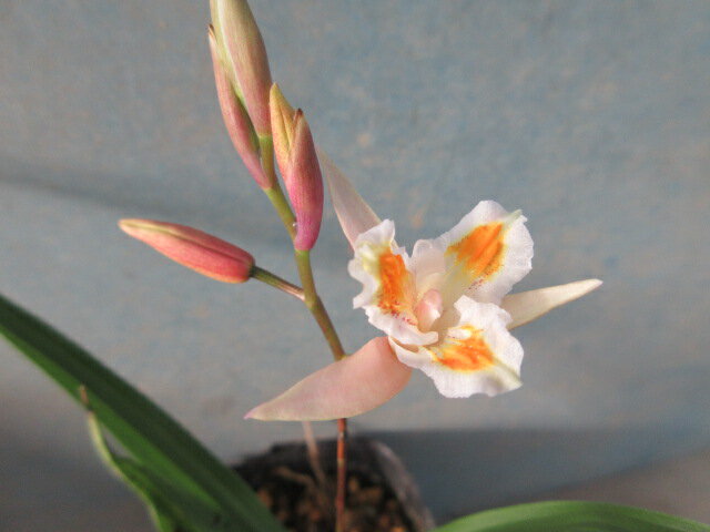 【送料無料】山野草　シラン　黄花系三蝶咲　1芽