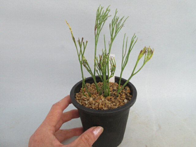 【送料無料】松葉蘭（マツバラン）　富士の雪