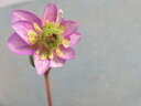 【送料無料】雪割草2 三段咲き うす紫に明るいきみどりの三段シベ 大小6芽
