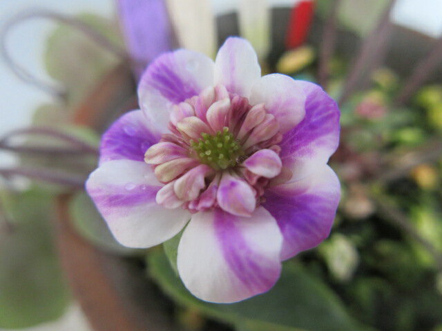 【送料無料】雪割草4　唐子咲　円弁白フクリン　　特大1芽と1芽