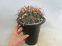 【送料無料】多肉植物 サボテン エキノカクタス 綾波(ホマロケファラ)