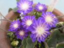 【送料無料】雪割草39 千重咲 濃青紫の底白 3芽