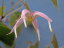 イカリソウ レプトリズム (Epimedium leptorrhizum)