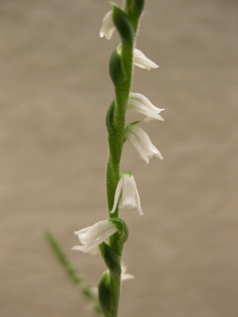 白花　ネジバナ（国産種）