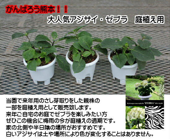 熊本産 アジサイ ブラックスチール ゼブラホワイト 庭植え 地植え用5号苗6鉢セット 次の開花は来年です 梅雨の今が植え替えの適期です 会社 学校 病院 公園等でも活躍しています のレビュー クチコミとして参考になる投稿1枚 Roomclip ルームクリップ 熊本産 アジサイ ブラックスチール ゼブラホワイト 庭植え 地植え用5号苗6鉢セット 次の開花は来年です 梅雨の今が植え替えの適期です 会社 学校 病院 公園等でも活躍しています のレビュー クチコミとして参考になる投稿1枚 Roomclip ルームクリップ