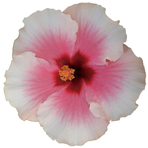 【農家直送】夏の夜も咲き続けるロングライフハイビスカス4号☆選べる4鉢セット！【お買い得】【花】【鉢植え】【送料無料】【母の日】【ヨーロッパの最新品種】のサムネイル