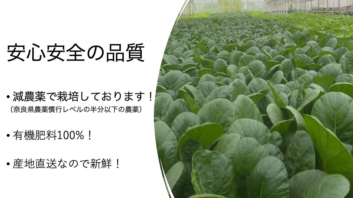 奈良県産　小松菜　1kg　有機栽培　オーガニック　ORGANIC　コマツナ　こまつな　業務用　送料無料　冷蔵便　クール便　葉物野菜　葉もの　野菜