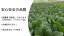 奈良県産　小松菜　250g　有機栽培　オーガニック　ORGANIC　コマツナ　こまつな　冷蔵便　クール便　葉物野菜　葉もの　野菜　産地直送