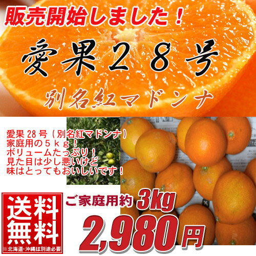 【送料無料】愛果28号（別名紅マドンナ）　家庭用たっぷり3kg期間限定/紅まどんな/愛媛/訳あり