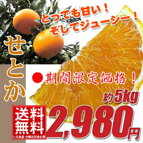 【送料無料】愛媛県産「せとか」限定価格！家庭用のため大きさばらつき、多少の傷等ございます。寒波の影響で一部味が苦みがあるものがあるかもしれないので多めに入れてます。※北海道・離島の方は別途500円が必要です柑橘 訳あり 【愛媛みかん/みかん】