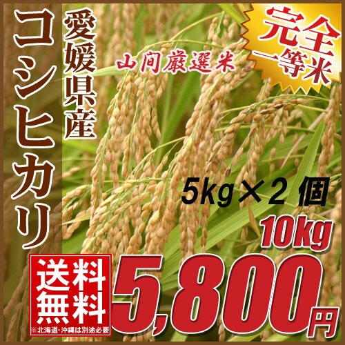 【送料無料】令和5年産新米 愛媛県産 完全一等米 検査済み コシヒカリ10kg 5kgx2 