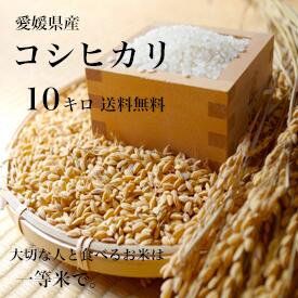 【送料無料】愛媛県産♪完全一等米！検査済み「コシヒカリ10kg(5kgx2)」