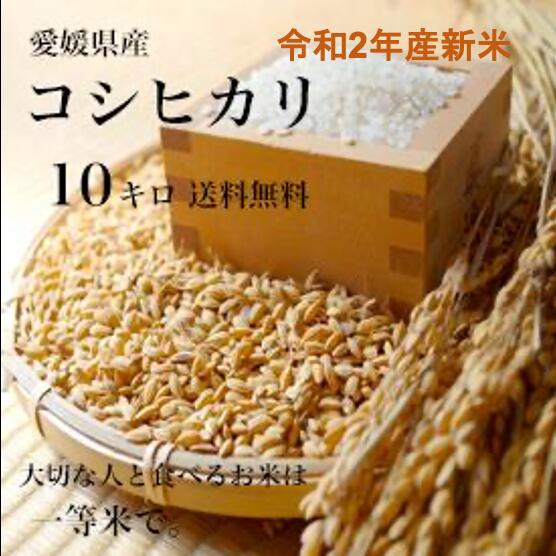 【送料無料】令和2年産新米！愛媛県産♪完全一等米！検査済み「コシヒカリ10kg(5kgx2)」