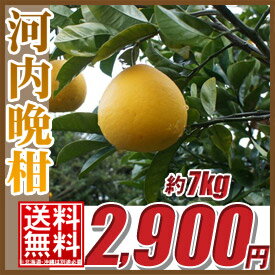 【送料無料】【傷あり】愛媛県産「河内晩柑」　約7キロ 柑橘 【愛媛みかん/みかん】 【訳あり】