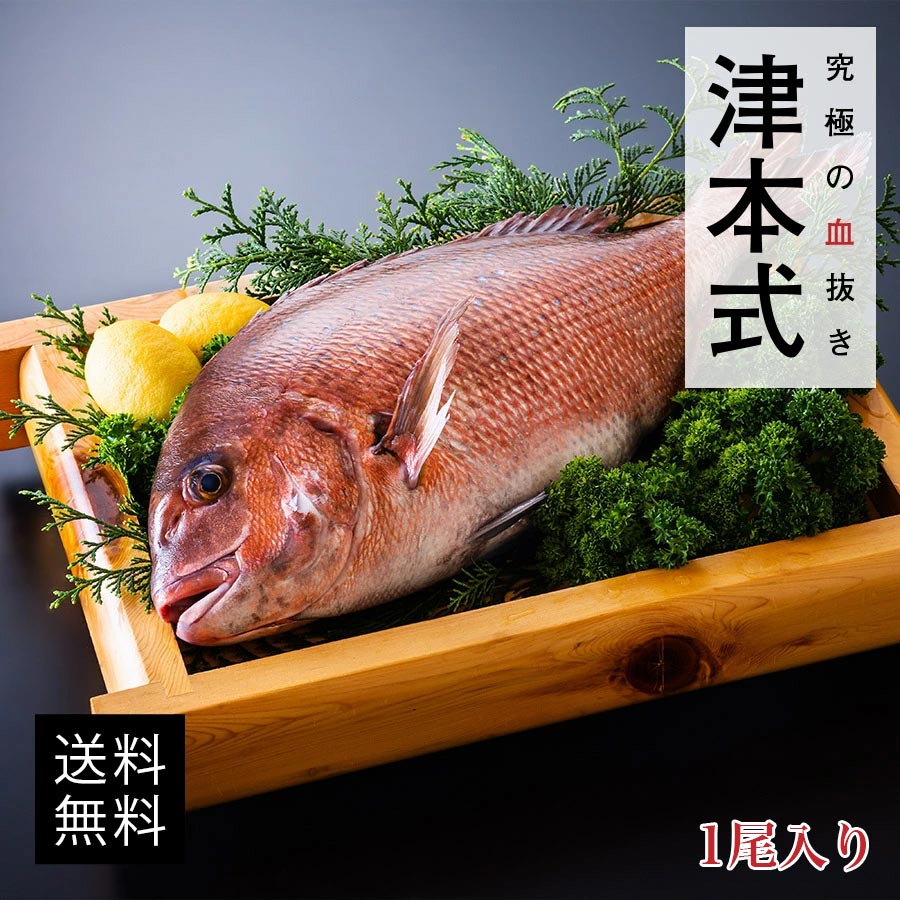 津本式 仕立て師：赤坂竜太郎 白寿真鯛重量約1.5~1.6kg 養殖 送料無料 愛媛県から発送津本式 血抜き 雑誌 鮮魚