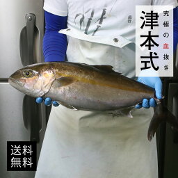 津本式 仕立て師：阿部浩也　カンパチ 養殖 送料無料 兵庫県からの発送 津本式 血抜き 雑誌 鮮魚