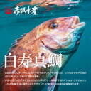 津本式 仕立て師：赤坂竜太郎 白寿真鯛重量約1.5~1.6kg 養殖 送料無料 愛媛県から発送津本式 血抜き 雑誌 鮮魚 2