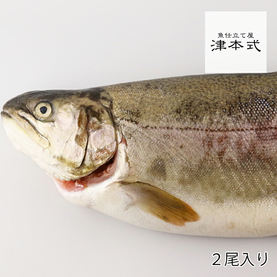 津本光弘本人仕立て究極の血抜き西米良サーモン重量約1.7~2.2kg×2尾入り　養殖 宮崎県から発送