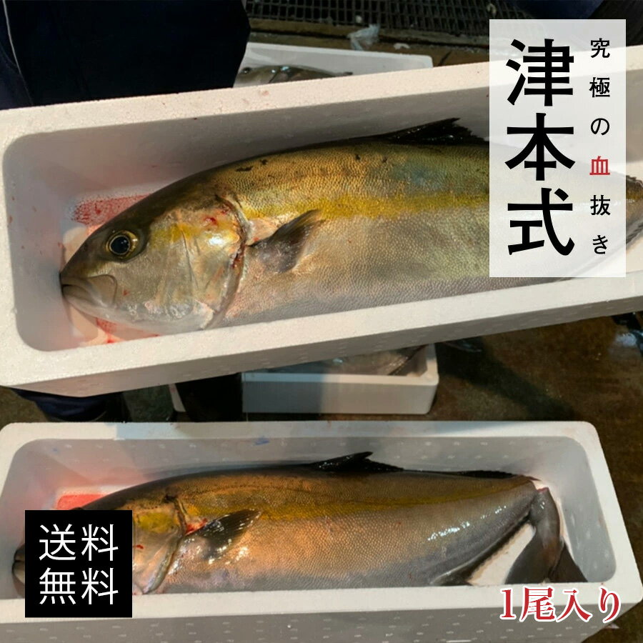 津本式 津本光弘 本人仕立て　究極の血抜き カンパチ重量 約3.5〜4.0kg 養殖 送料無料 宮崎県から発送 津本式 血抜き…