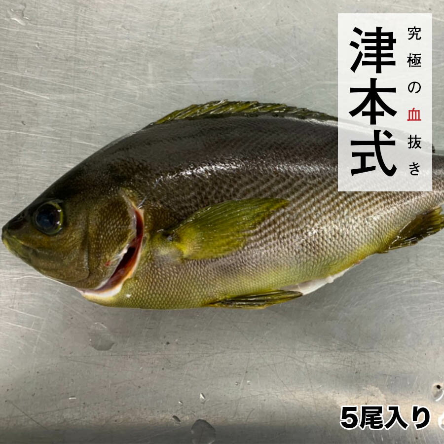 【5/15発送予定】津本式 津本光弘 本人仕立て 究極の血抜きイサキ重量約400〜500g×5尾入り 養殖 送料無料 宮崎県から発送 津本式 血抜き 鮮魚 メディア 鮮魚革命 「 究極の血抜き 津本式 」で紹介 刺身