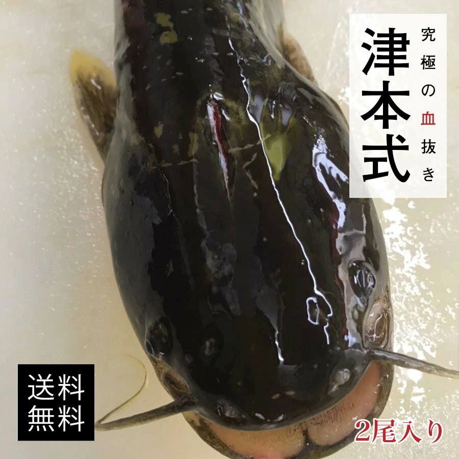 津本式 仕立て師：佐古勝 佐古勝仕立て究極の血抜き 養殖熊野ナマズ重量約700g前後 2匹セット 養殖 和歌山県から発送