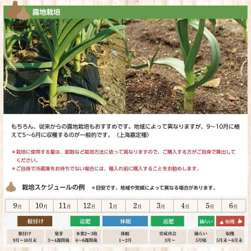 金郷種ホワイト にんにく種球 1kg×1ネット 中国産