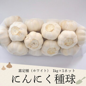 嘉定種ホワイトにんにく種球（特栽にんにく） 1kg×1ネット 中国産 [にんにく ニンニク]