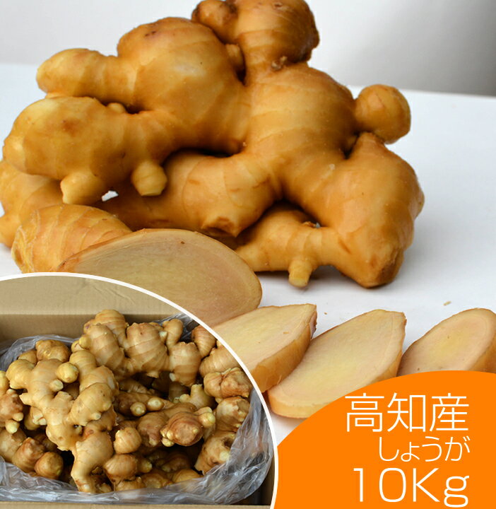 食用 高知県産近江生姜 白 10kg