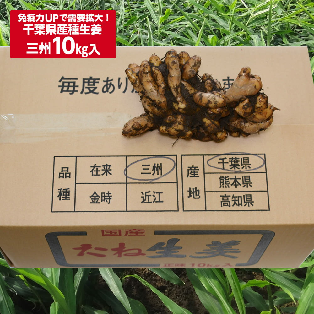種生姜 千葉県産三州生姜10kg