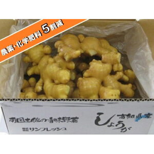 食用 高知県産 特別栽培 近江生姜（白）3kg
