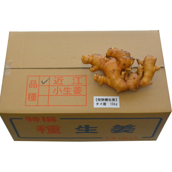 【完売御礼】種生姜 タイ産完熟種生姜（近江生姜白）10kg