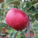 信州産 りんご 頒布会 3kg 送料無料