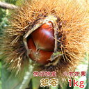 栗 信州産 小布施栗(銀寄)【低温熟成・無燻蒸】生栗 1kg(L〜3Lサイズ)
