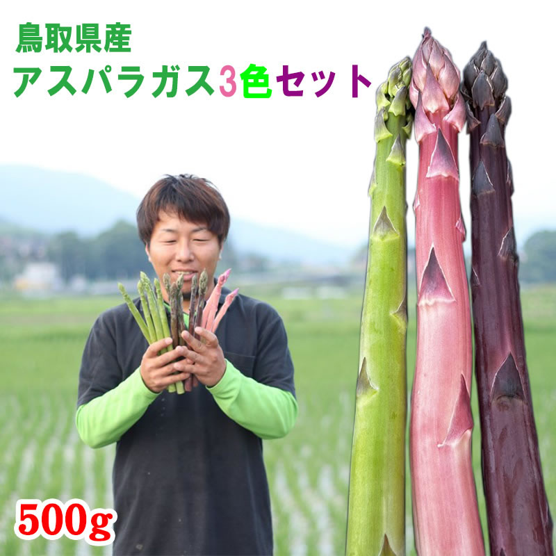 【予約】田中農園「アスパラガス 3種セット（緑・ピンク・紫）500g」鳥取県産　[冷蔵]　[送料無料] 【..