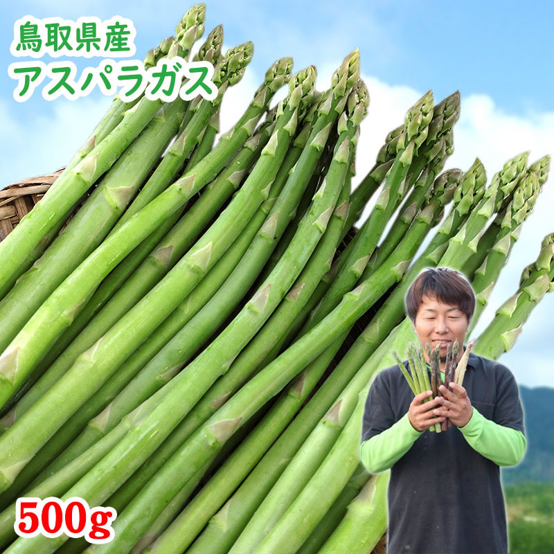 【予約】田中農園　アスパラガス　500gセット　鳥取県産　[冷蔵]　[送料無料] 【鳥取県特別栽培農産物..