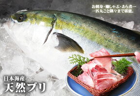 送料無料【スピード出荷】【日本海産】天然ブリ　[生]　1匹(5kg前後)（65センチ前後）【お刺身♪ブリ大根♪】