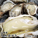 【予約販売】送料無料！【山陰産】岩牡蠣（カキ）[生]5個セット約1kg（200g前後が5個入） 【6月上旬以降漁が有り次第…