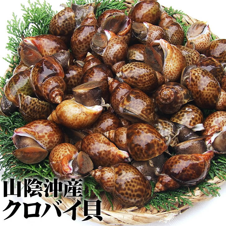 【スピード出荷】クロバイ[活生]300g詰め込みセット(12-20個程度入)鳥取県産【煮付けでどうぞ♪】