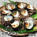 【送料無料】天然サザエ[どっさり1キロ詰め込みセット大中小混][生]*【1配送先に2セット(2kg)ご注文で1セット(1kg)プ…