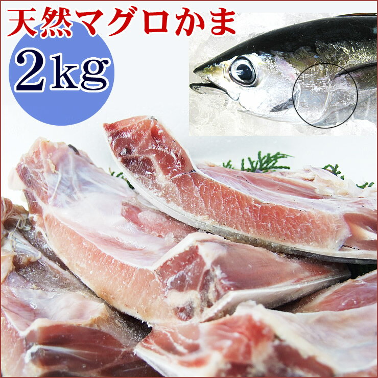 送料無料【マグロかま】どっさり2kg(2〜8個)詰め込み[冷凍]天然メバチ・キハダまぐろ　カマ マグロカマ バーベキュー BBQ